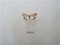 藏品(普三色星燈蛾)的圖片